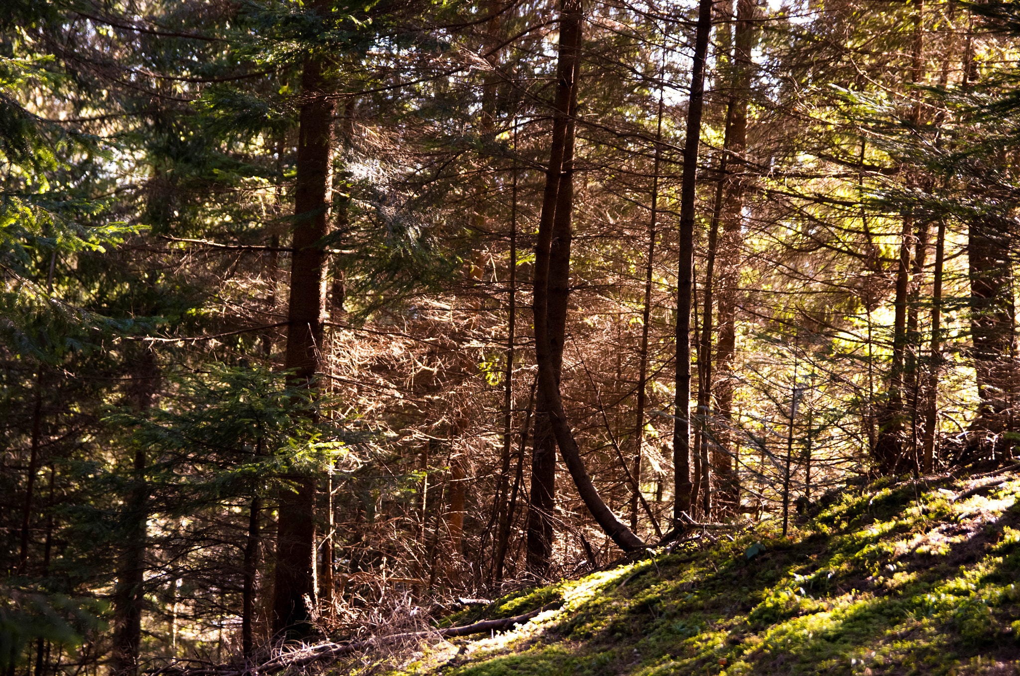Sigma 17-50mm F2.8 EX DC HSM sample photo. Light in the forest photography