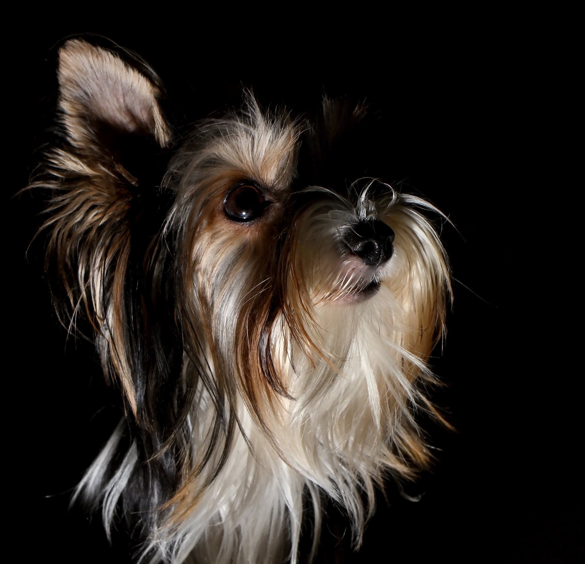 Canon EOS 7D + Canon EF 35mm F2 IS USM sample photo. Biewer yorkshire terrier girl "piper" photography