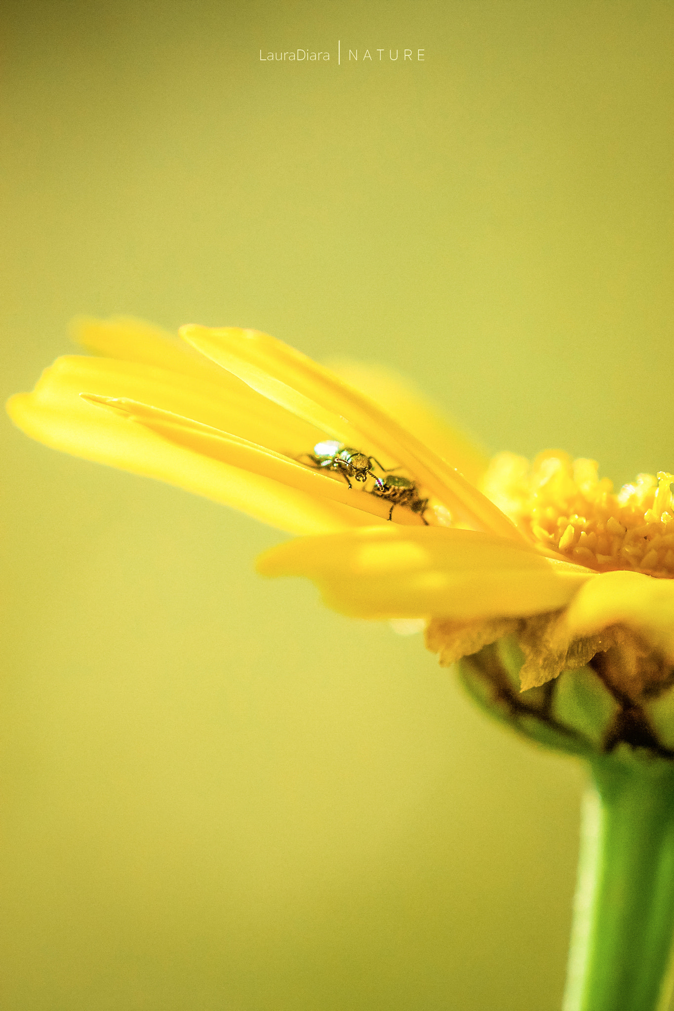 Canon EOS 40D + Tamron SP AF 90mm F2.8 Di Macro sample photo. Springtime photography