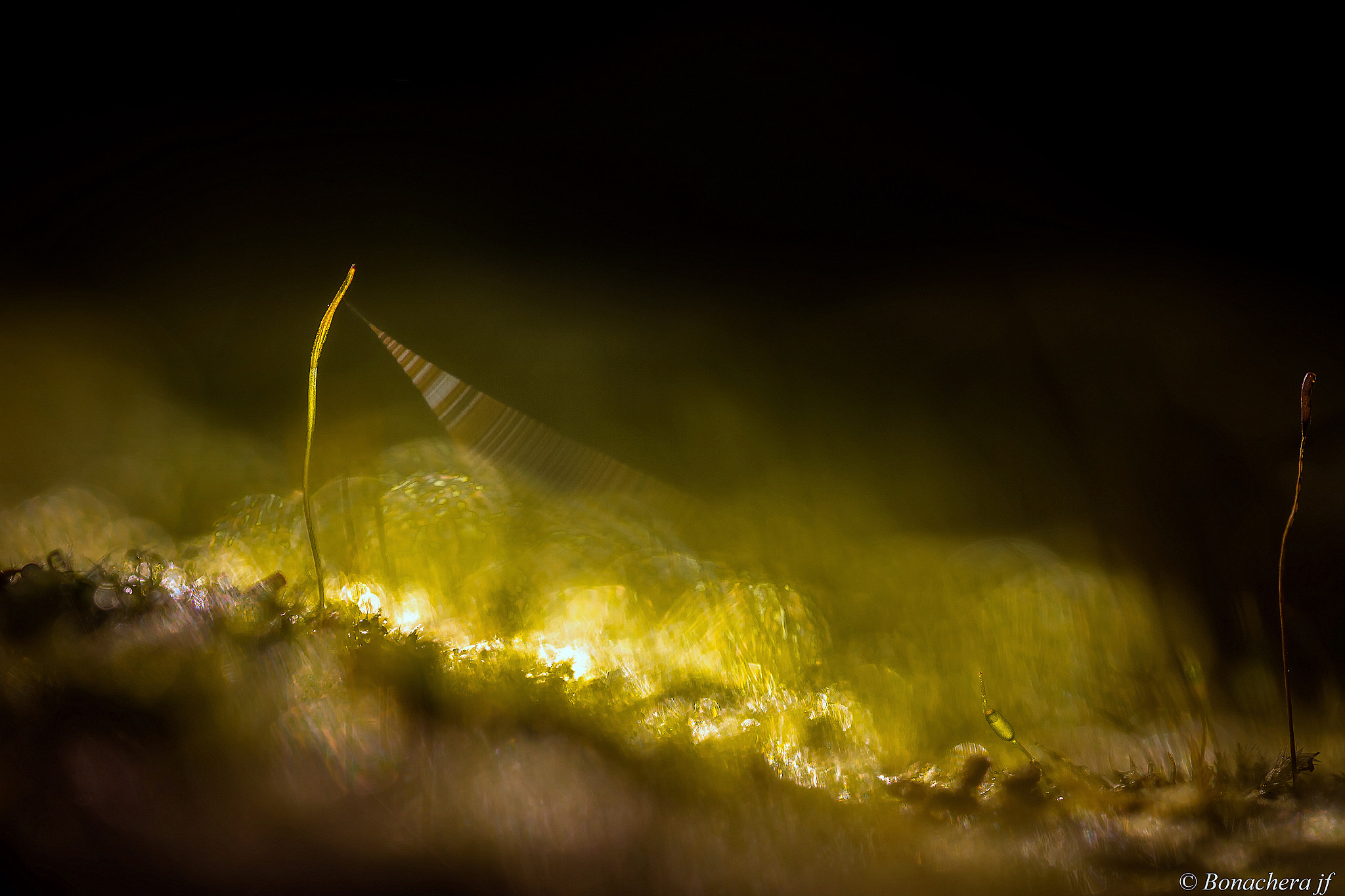 Sigma 150mm f/2.8 EX DG OS HSM APO Macro sample photo. Rayon laser photography