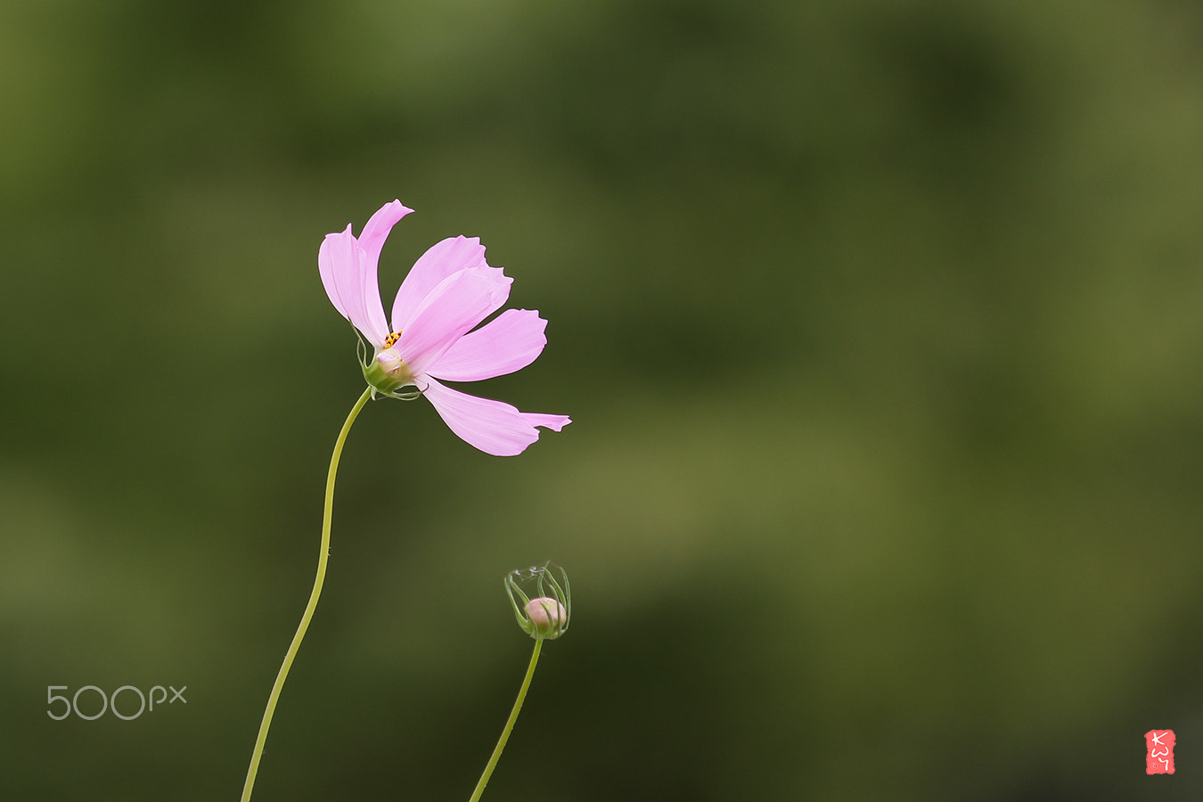 Canon EOS 100D (EOS Rebel SL1 / EOS Kiss X7) + Canon EF 70-200mm F4L IS USM sample photo. Cosmos photography