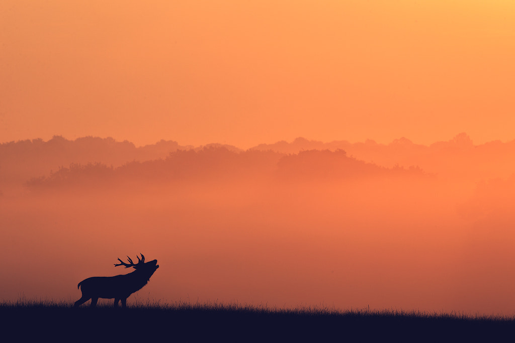 stag toned by Mark Bridger on 500px.com
