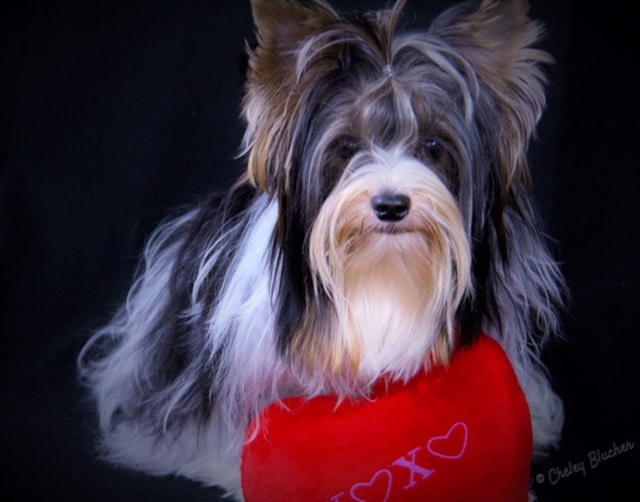 Canon EF-S 18-200mm F3.5-5.6 IS sample photo. Biewer yorkie love! photography