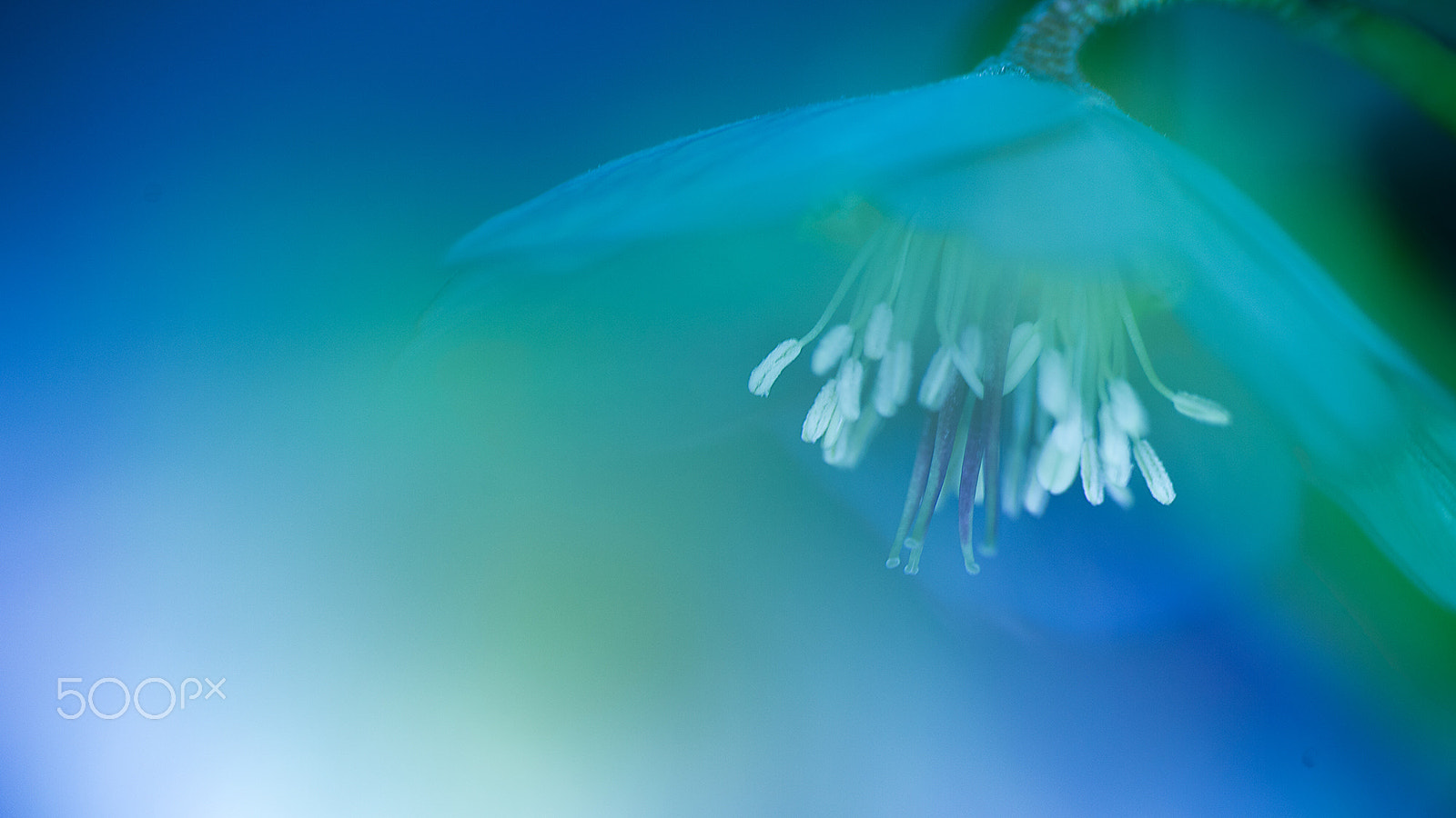 Nikon Df sample photo. Christmas rose photography