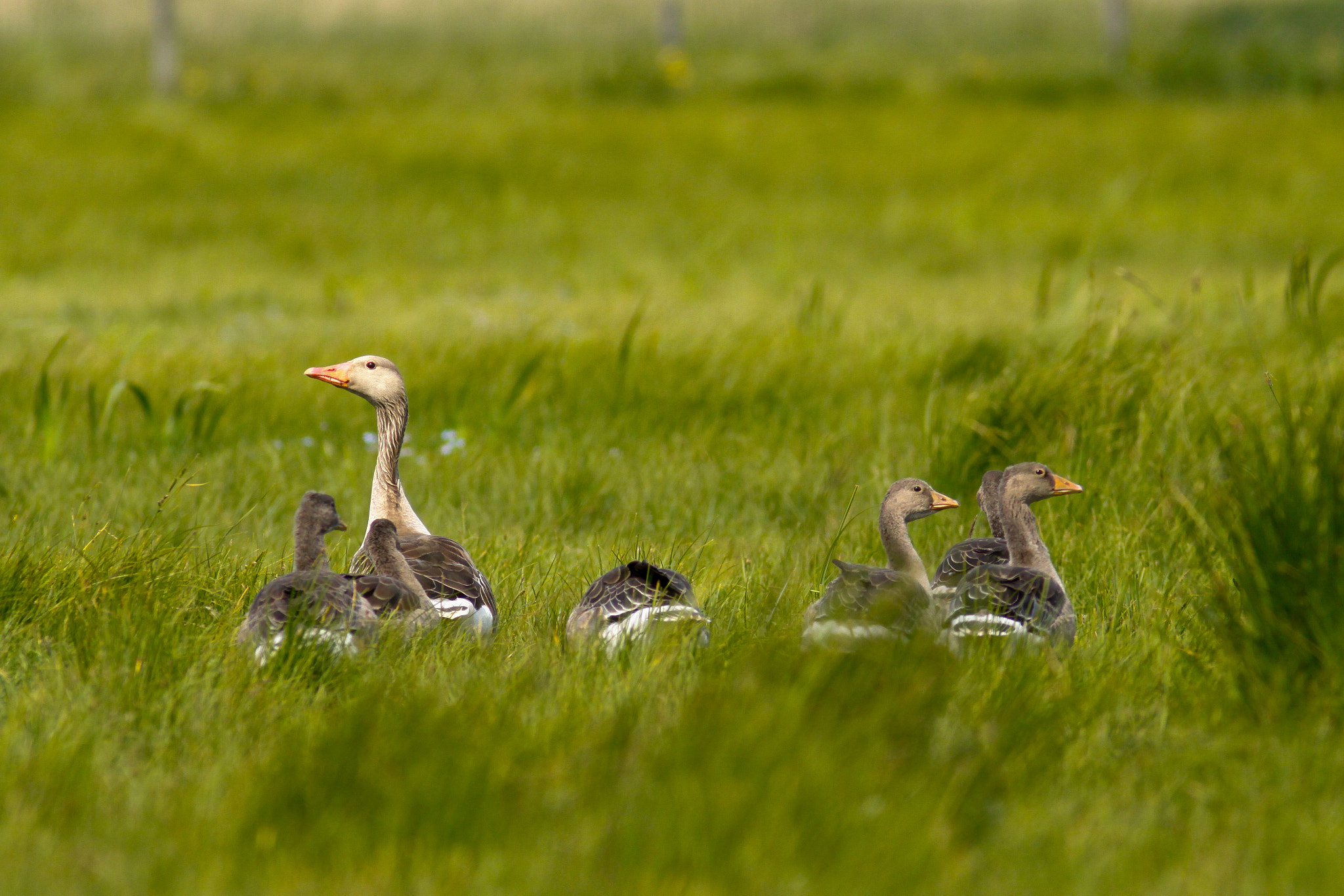 Canon EF 300mm F4L IS USM sample photo. Greylag goose photography