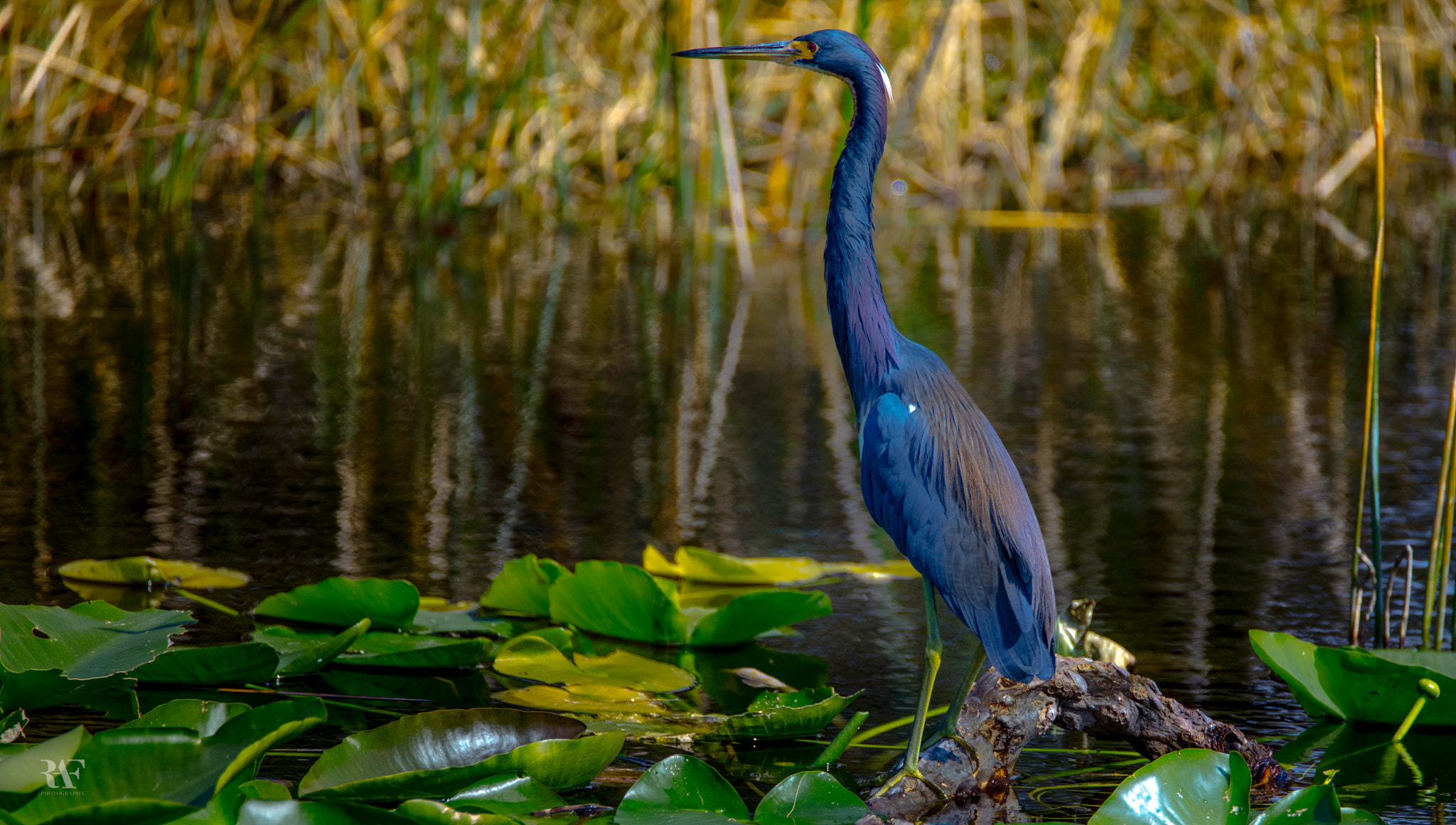 Tamron SP 150-600mm F5-6.3 Di VC USD sample photo. Blue heron photography
