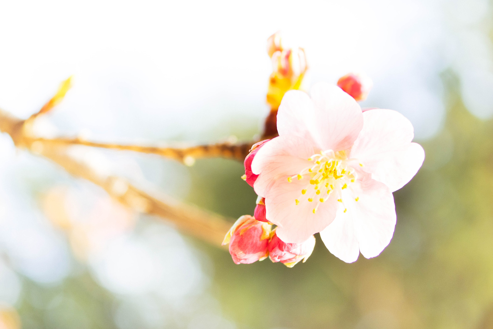 Olympus OM-D E-M1 + Panasonic Lumix G Macro 30mm F2.8 ASPH Mega OIS sample photo. The kawazu cherry photography