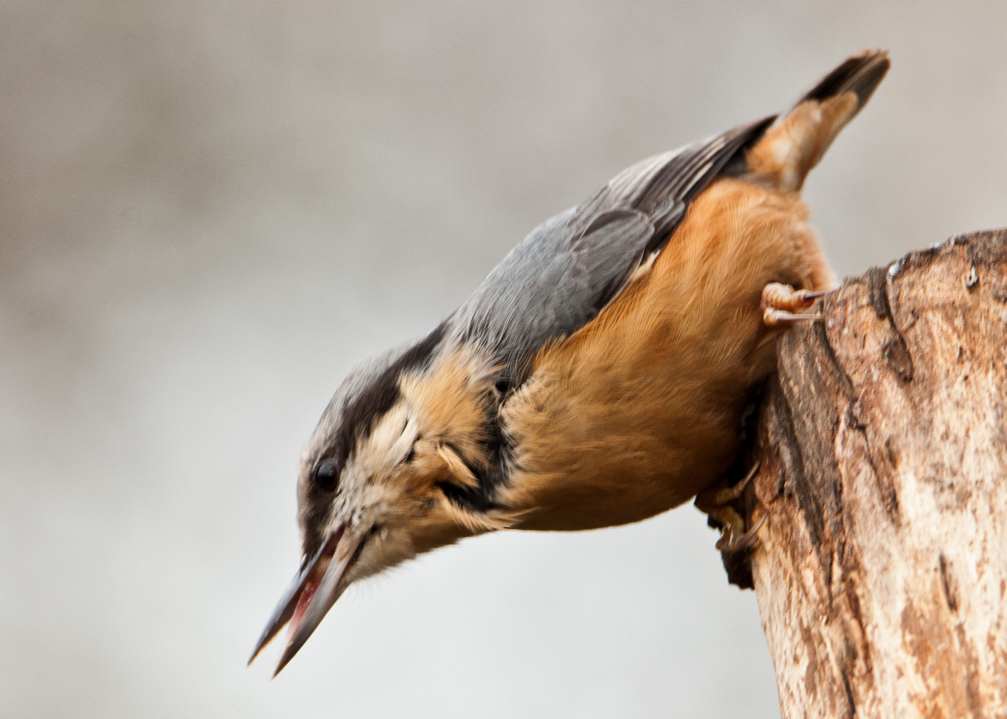 Nikon D300S + Tamron SP 150-600mm F5-6.3 Di VC USD sample photo. Nuthatch photography