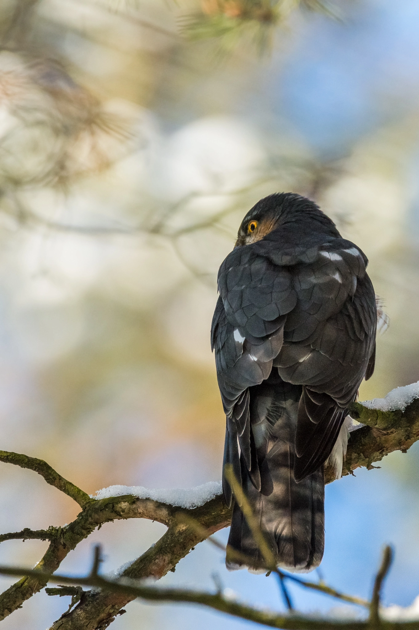 Sigma 150-600mm F5-6.3 DG OS HSM | C sample photo. Eurasian sparrowhawk photography