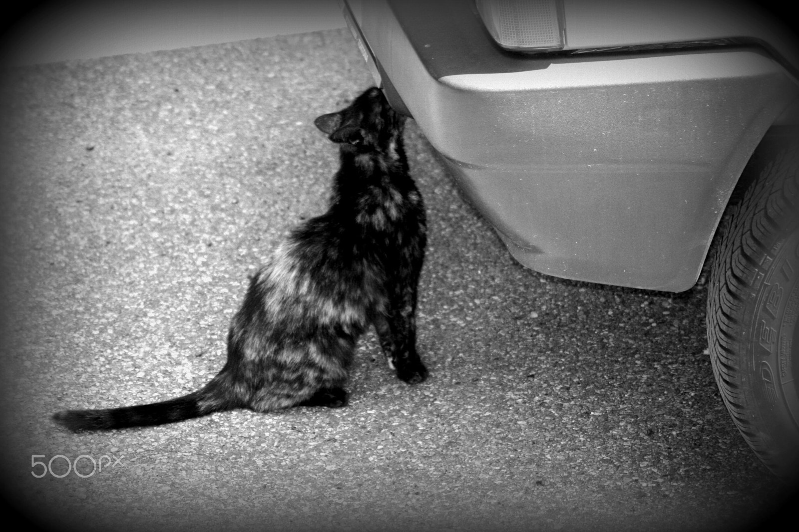 Canon EOS 400D (EOS Digital Rebel XTi / EOS Kiss Digital X) sample photo. A cat and its clumsy suicide attempt photography