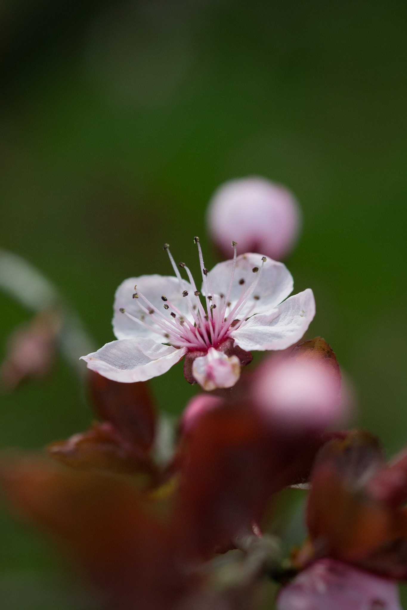 Nikon D3100 + AF Micro-Nikkor 60mm f/2.8 sample photo. Open minded photography