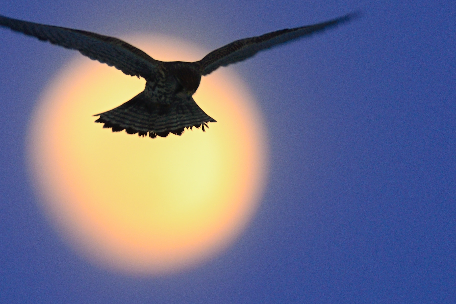 Nikon D610 + AF-I Nikkor 500mm f/4D IF-ED sample photo. Moon night flight photography