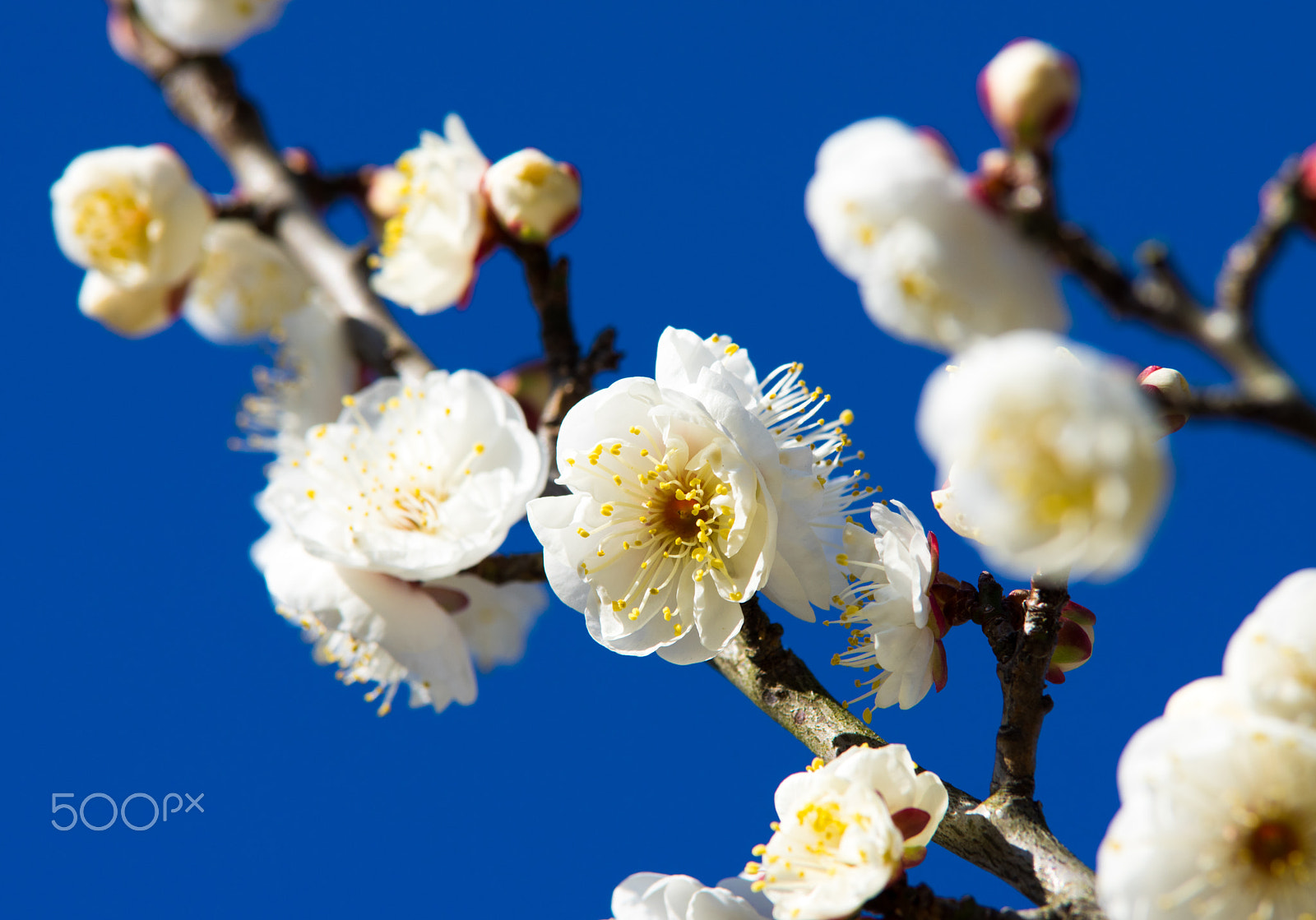 Pentax K-3 sample photo. Japanese plum(ume) in odawara, japan. photography