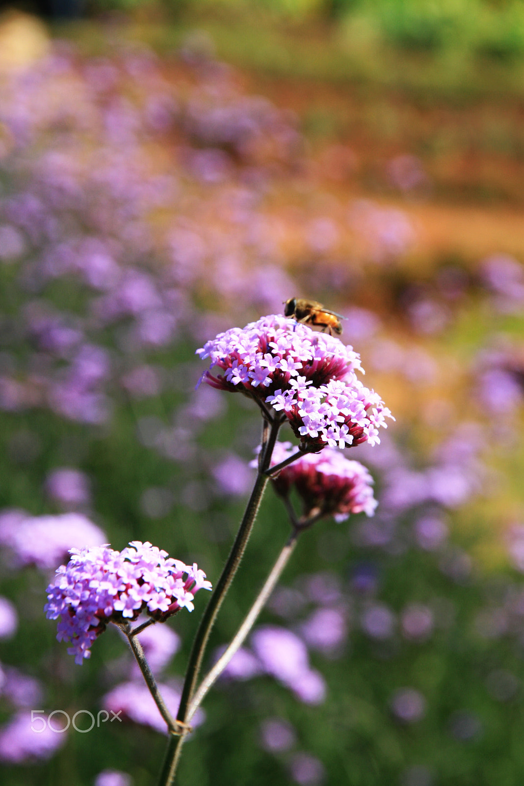 Canon EOS 400D (EOS Digital Rebel XTi / EOS Kiss Digital X) sample photo. ดอยม่อนแจ่ม photography