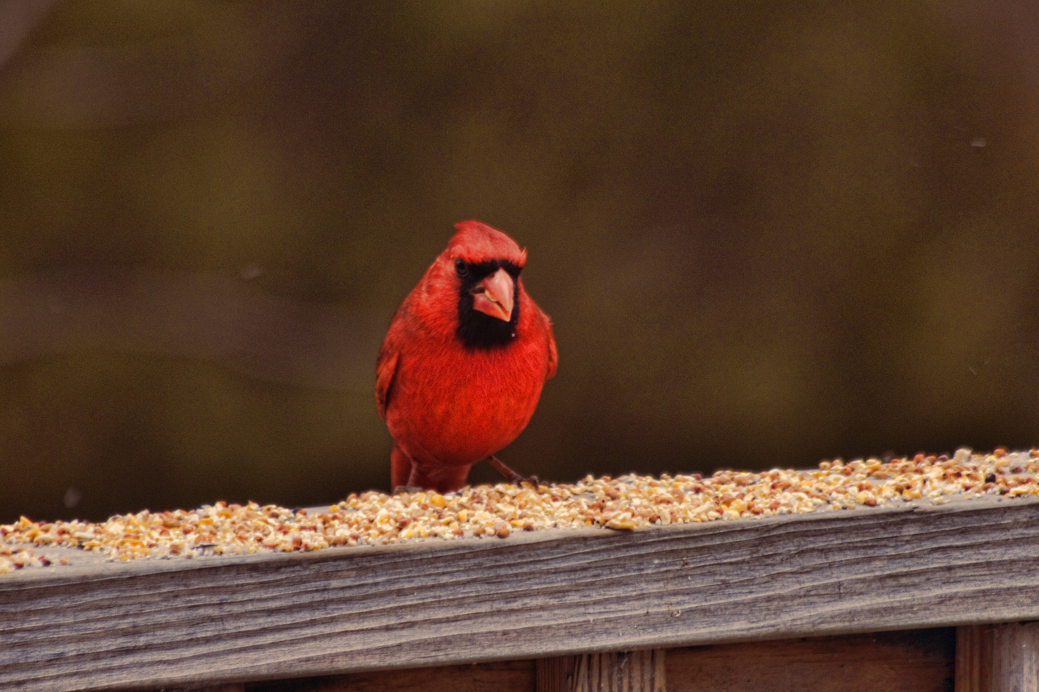 Canon EF 70-300mm F4-5.6 IS USM sample photo. Cardinal photography