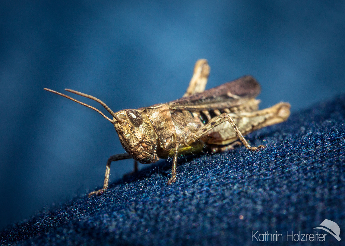 Canon EF-S 60mm F2.8 Macro USM sample photo. Blue life photography