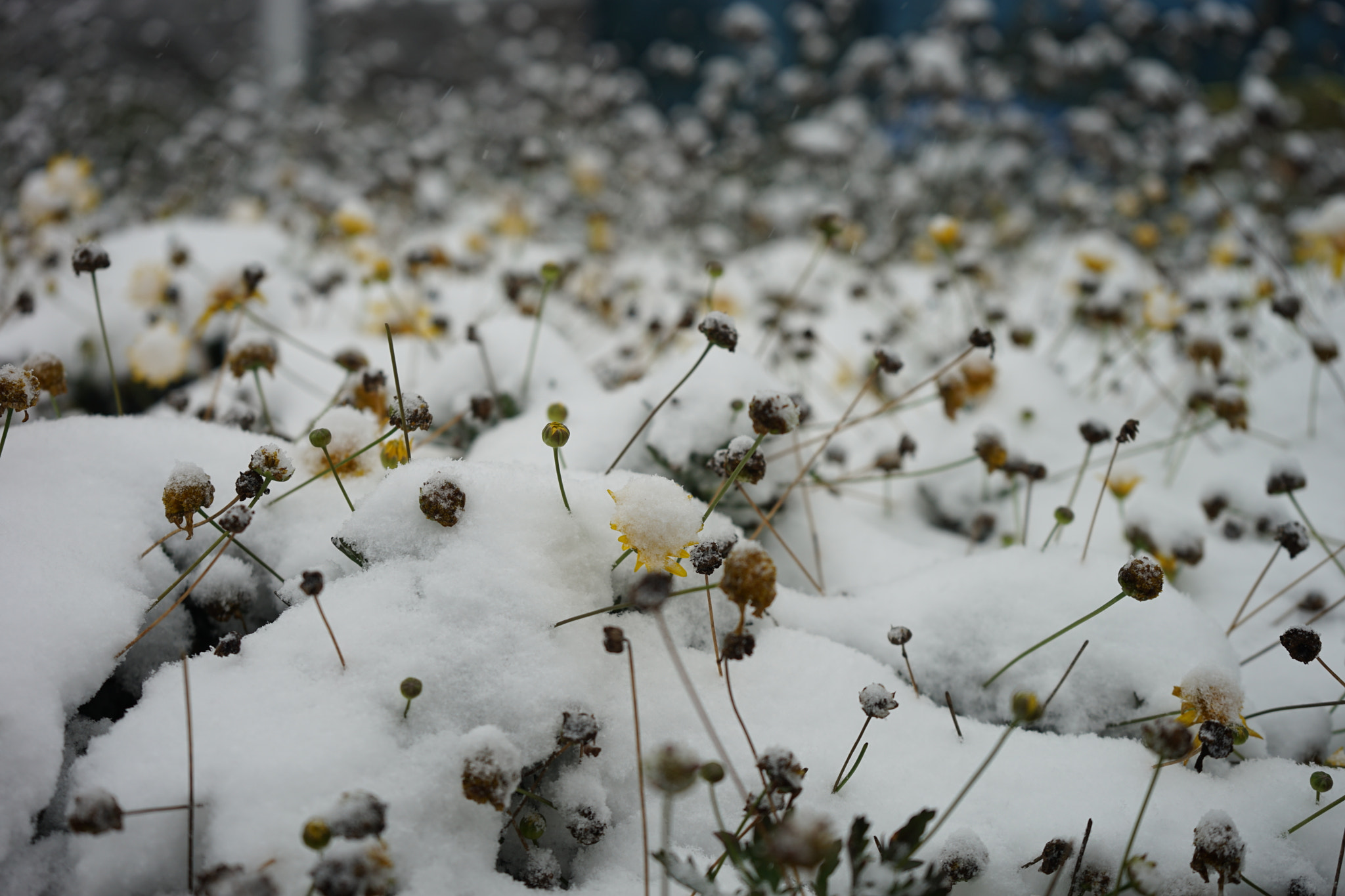 Sony a7 II + Tamron 18-200mm F3.5-6.3 Di III VC sample photo. 雪中花 photography