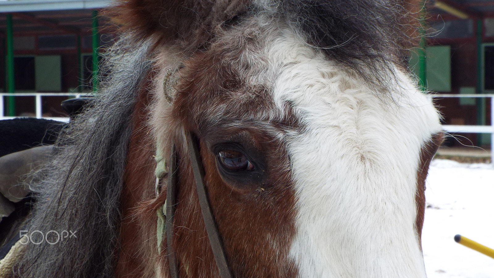 Fujifilm FinePix S9800 sample photo. Horse photography