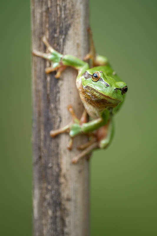 Sigma 150mm f/2.8 EX DG OS HSM APO Macro sample photo. Hyla arborea photography