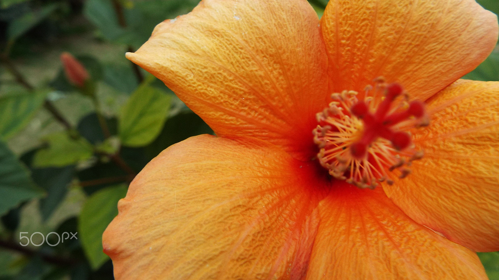 Fujifilm FinePix S9800 sample photo. Orange flower photography