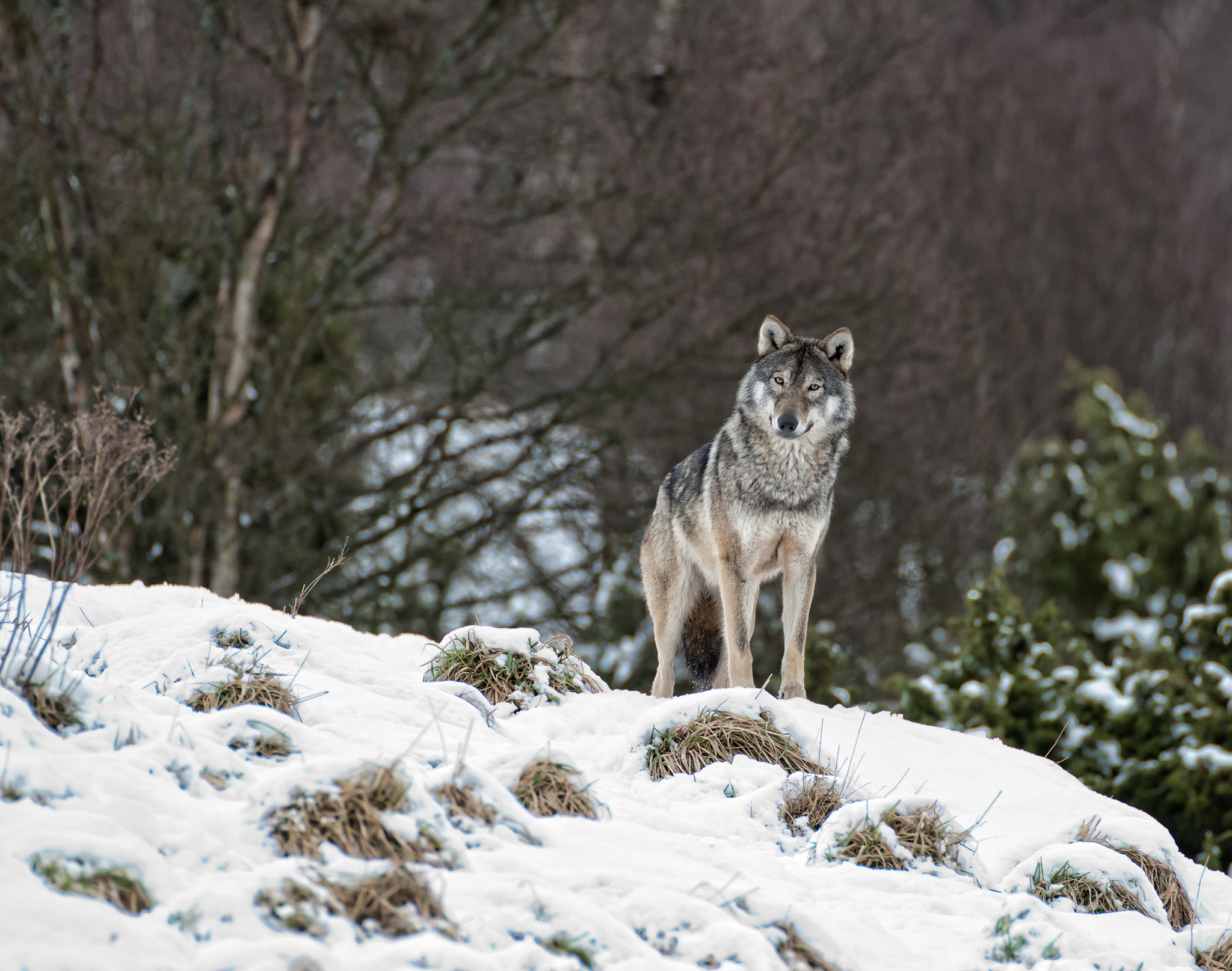 Sigma 120-300mm F2.8 EX DG HSM sample photo. The stare photography