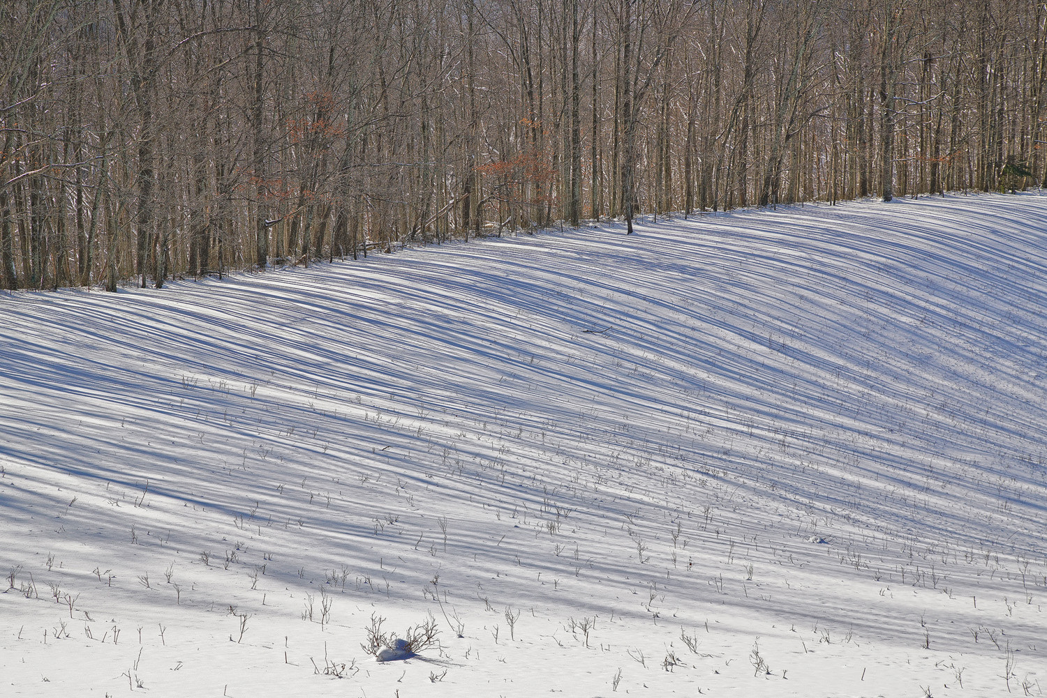 24-105mm F4 G SSM OSS sample photo. Lines in the snow photography