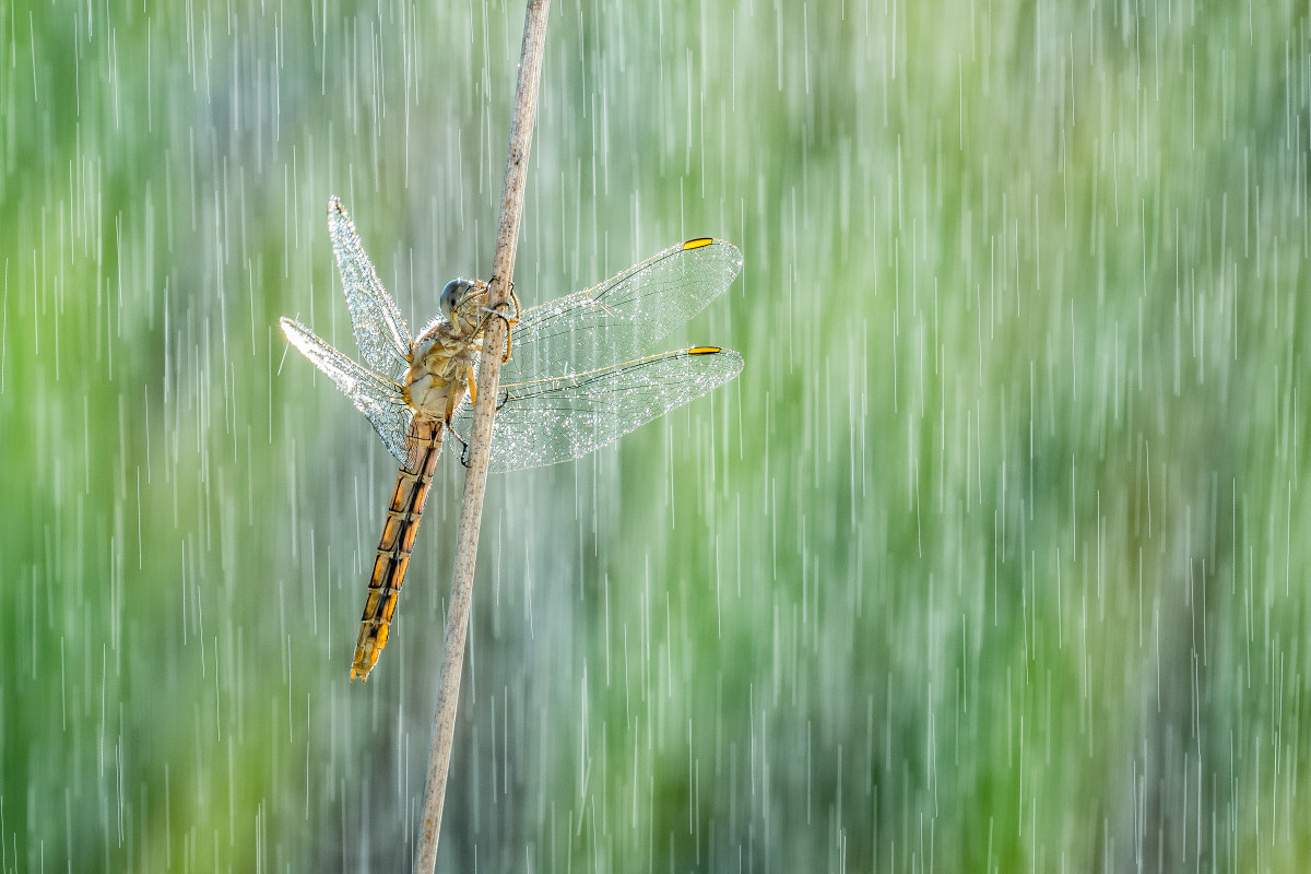 Sigma 150mm f/2.8 EX DG OS HSM APO Macro sample photo. The rain photography