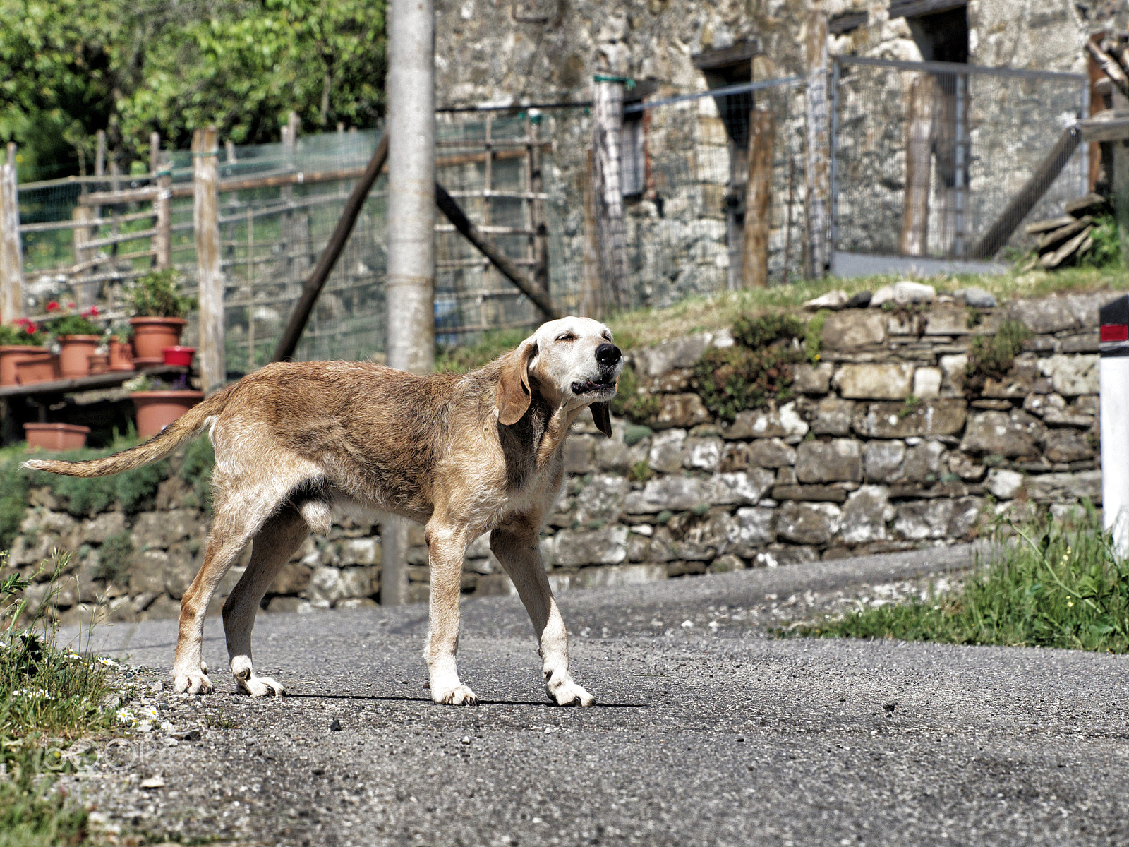 OLYMPUS M.75-300mm F4.8-6.7 sample photo. The old dog photography