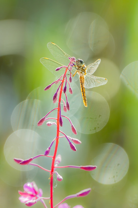 Sigma 150mm f/2.8 EX DG OS HSM APO Macro sample photo. Morning photography
