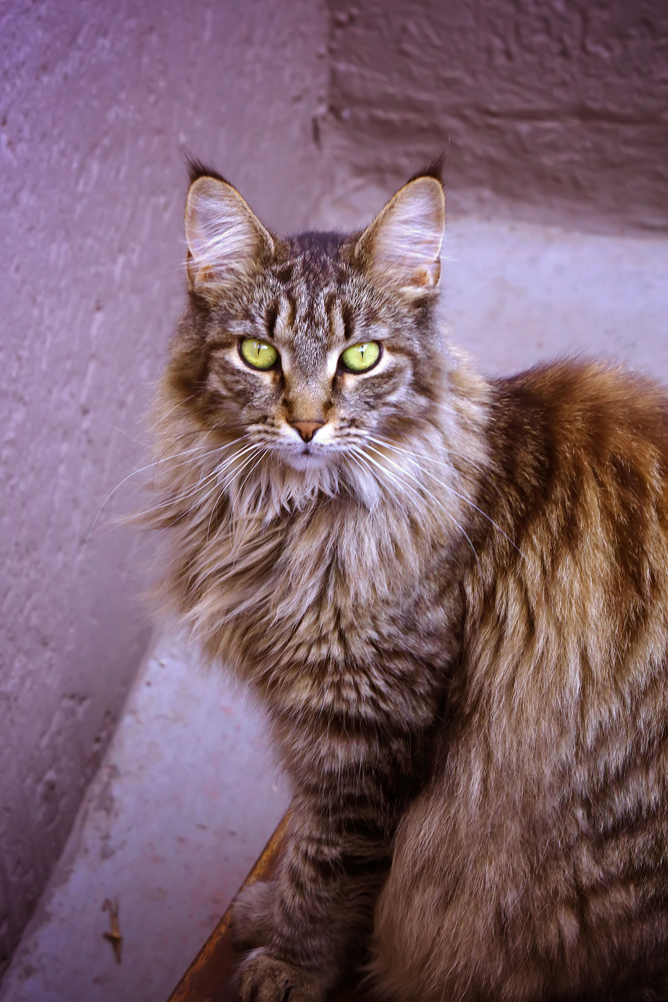 Canon EF 100-400mm F4.5-5.6L IS USM sample photo. Cat in the corner photography