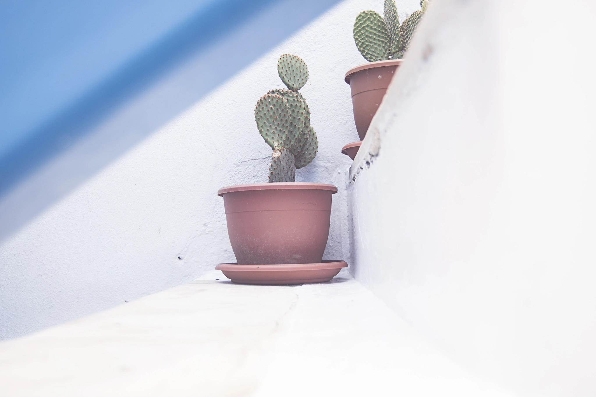 Nikon D810 + Nikon AF-S DX Nikkor 18-55mm F3.5-5.6G II sample photo. Cactus on the stairs photography