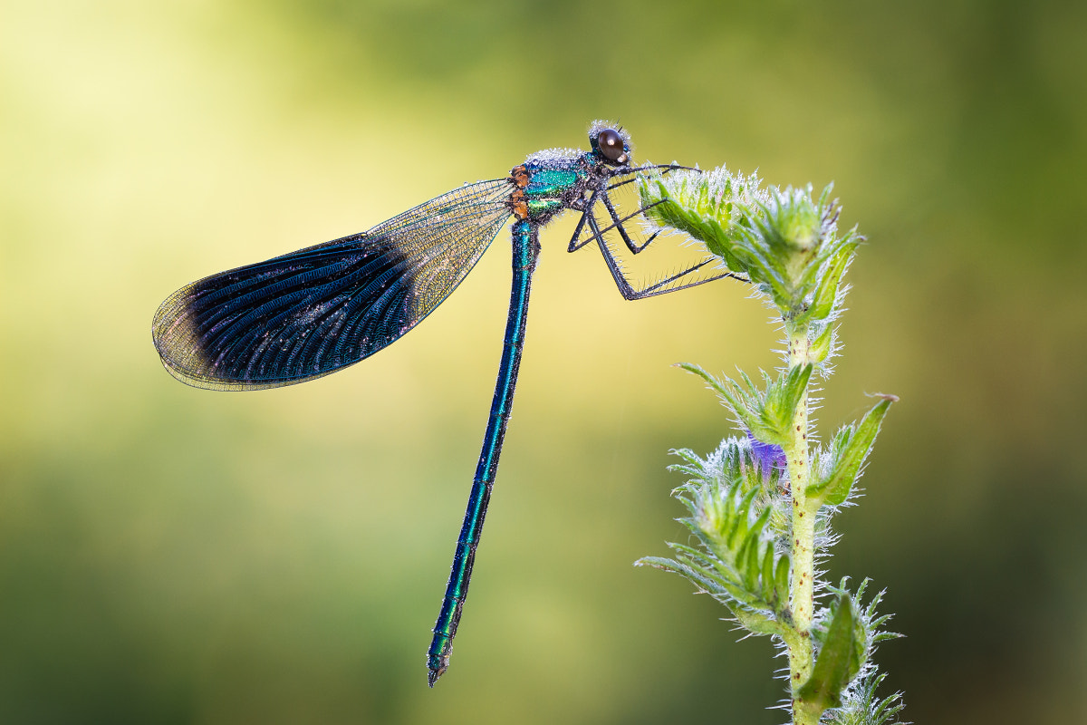 Sigma 150mm f/2.8 EX DG OS HSM APO Macro sample photo. Morning photography