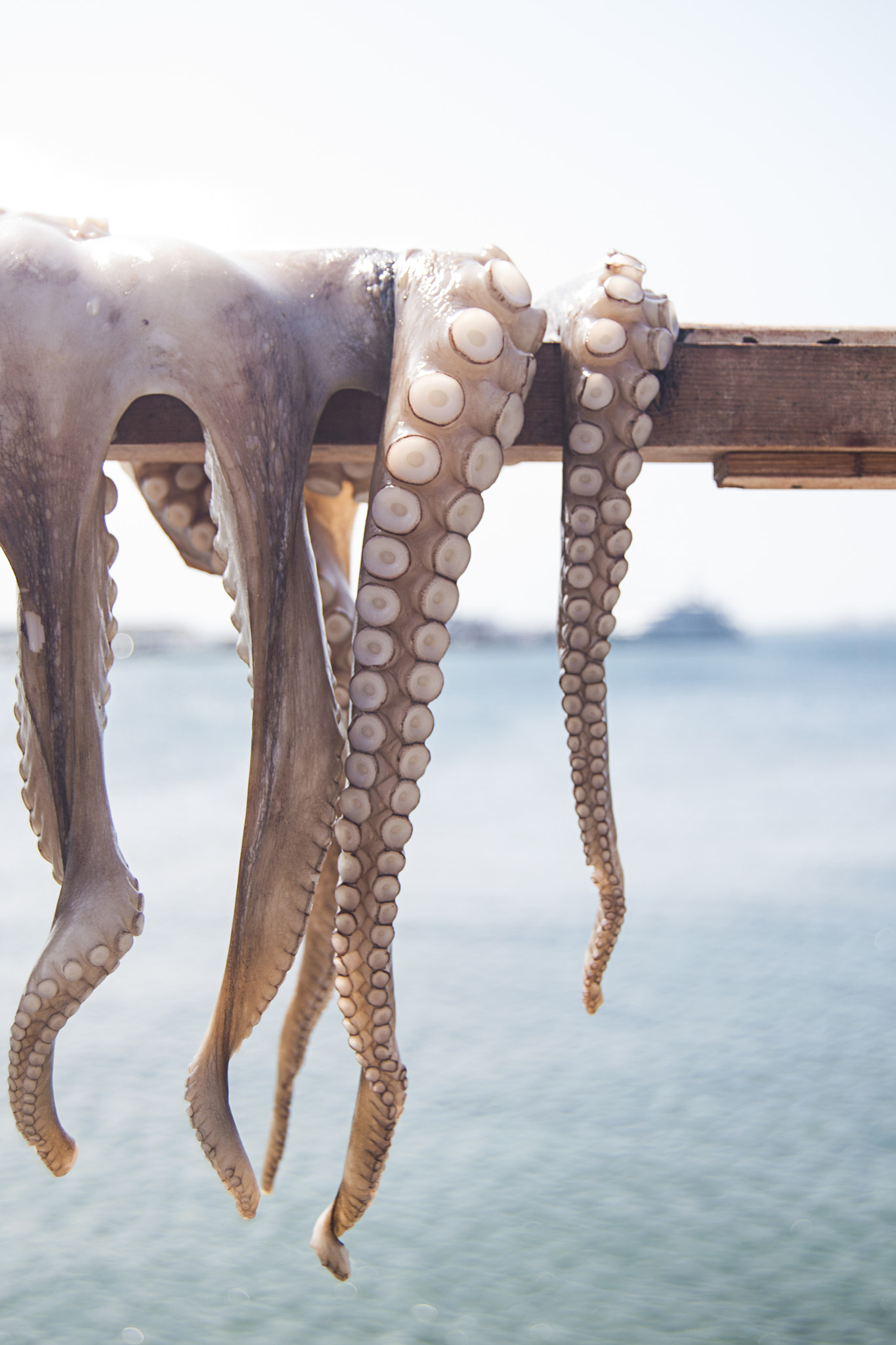 Nikon D810 + Nikon AF-S DX Nikkor 18-55mm F3.5-5.6G II sample photo. Tentacles by the sea photography