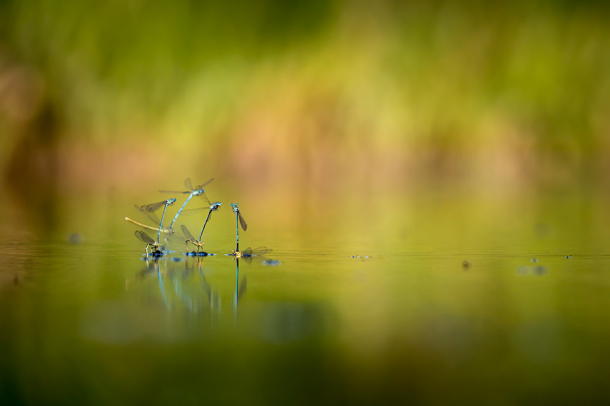 Sigma 150mm f/2.8 EX DG OS HSM APO Macro sample photo. On the river photography