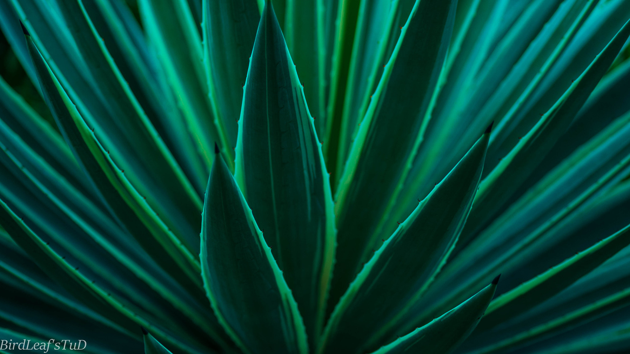 Nikon D90 + AF Nikkor 70-210mm f/4-5.6 sample photo. Aloevera.jpg photography