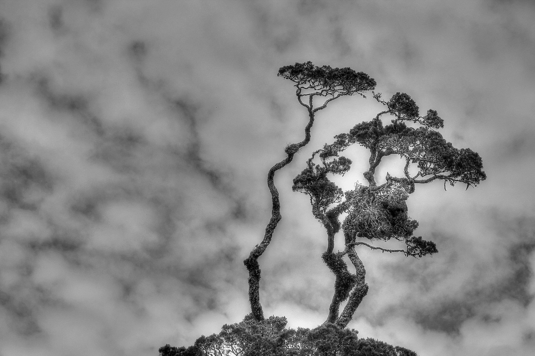 Canon EF 100-400mm F4.5-5.6L IS USM sample photo. Kahikatea tree photography