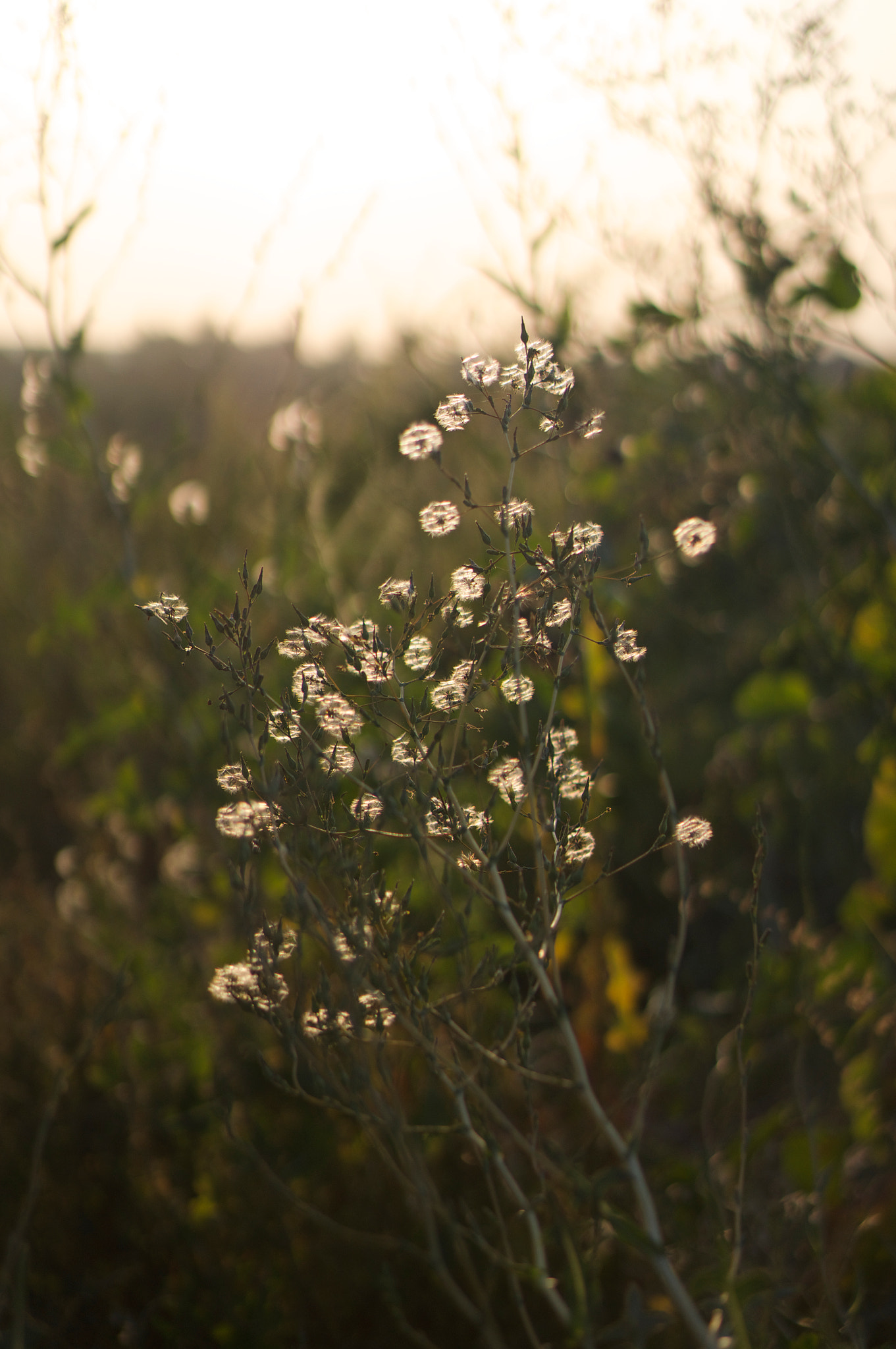 Sony Alpha NEX-6 + Sony E 50mm F1.8 OSS sample photo. Warm of the fall sunset photography