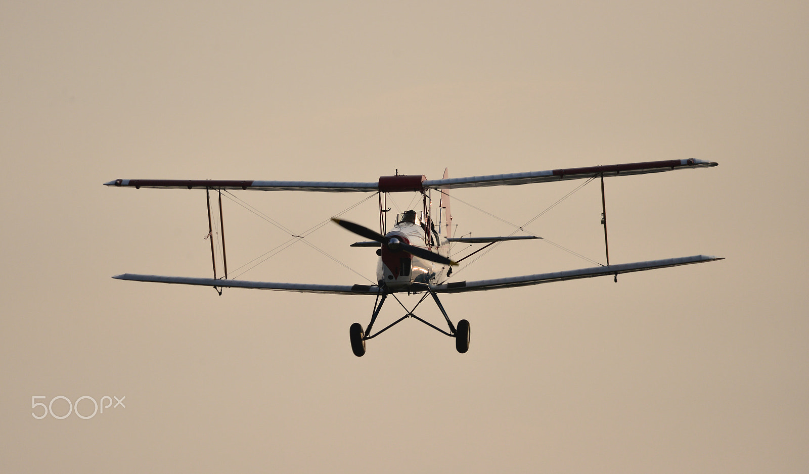 Sigma 150-500mm F5-6.3 DG OS HSM sample photo. Tiger moth photography