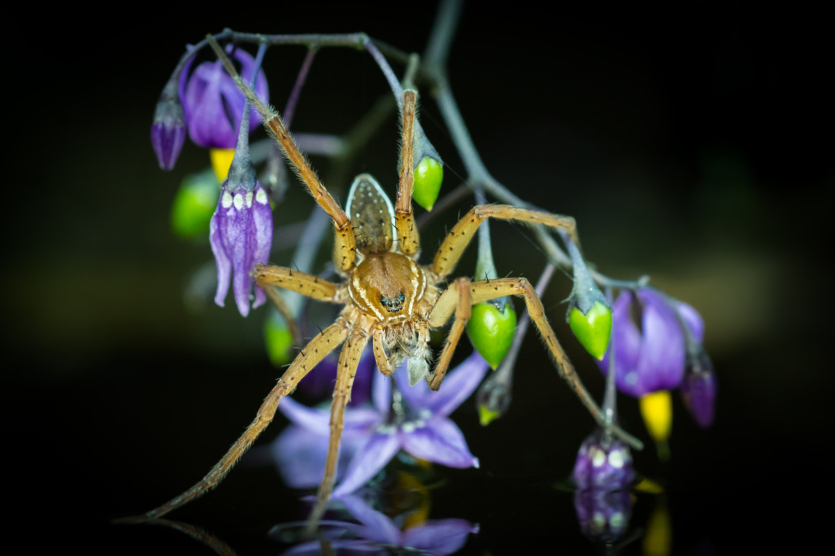 Sigma 150mm f/2.8 EX DG OS HSM APO Macro sample photo. Dolomedes photography