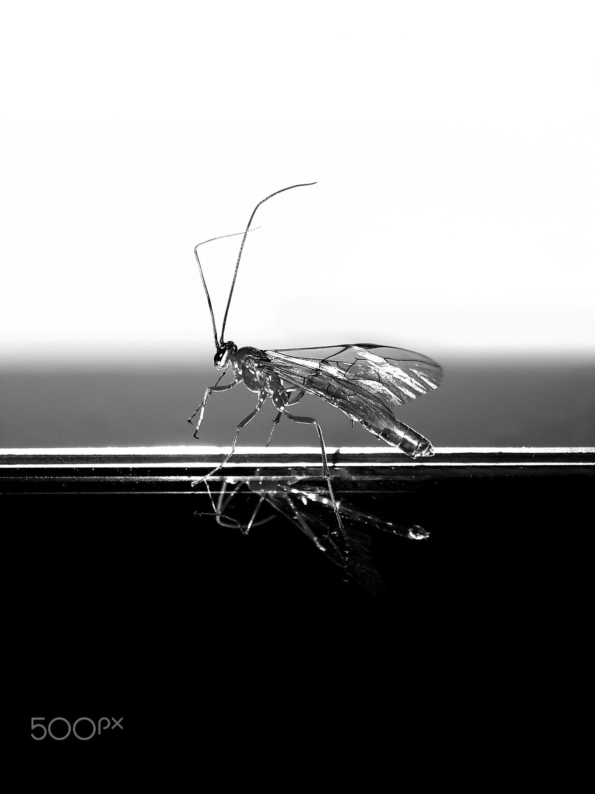 KONICA MINOLTA Revio KD-420Z sample photo. Insectoid photography