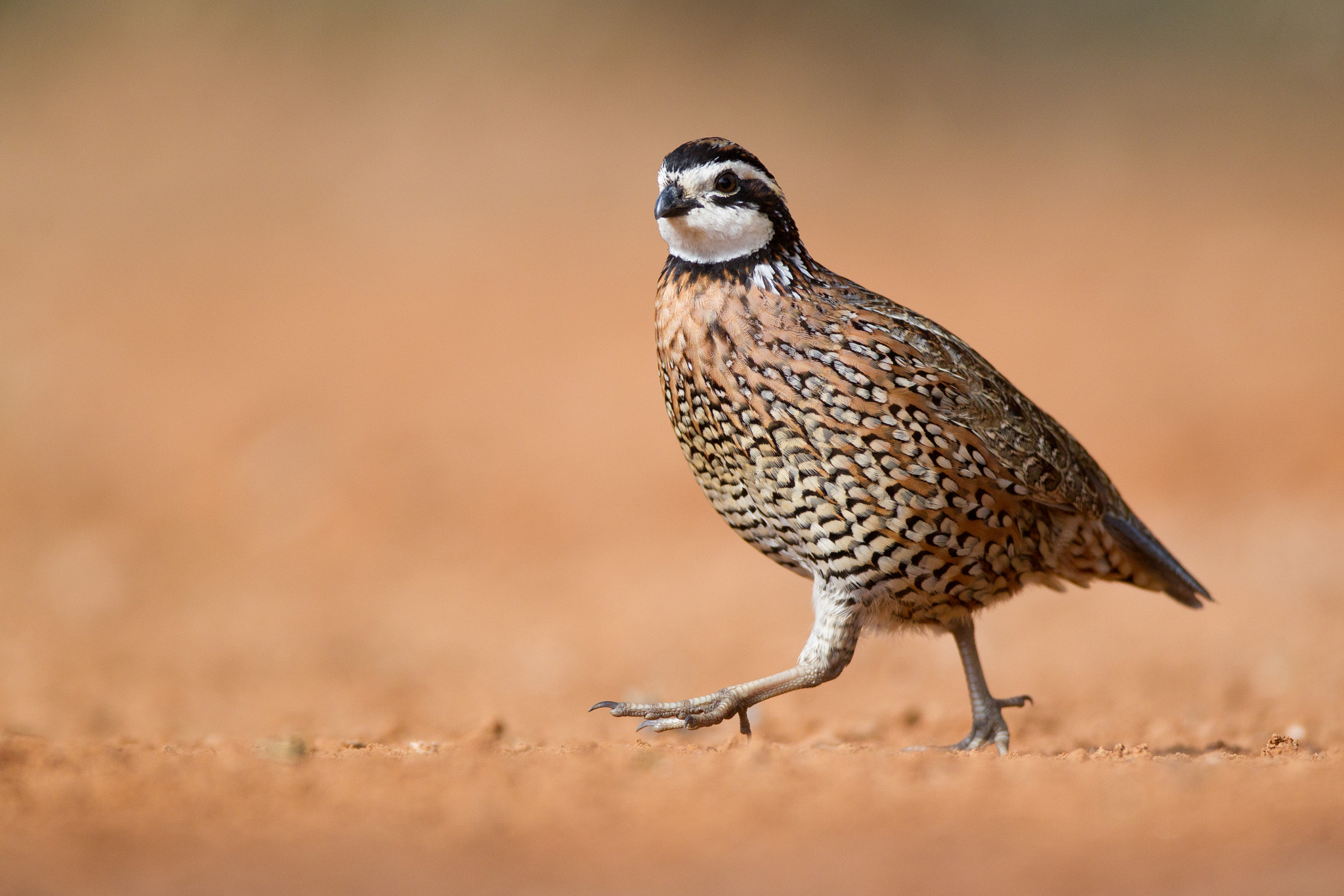 Canon EOS-1D Mark IV + Canon EF 600mm f/4L IS sample photo. Northern bobwhite photography
