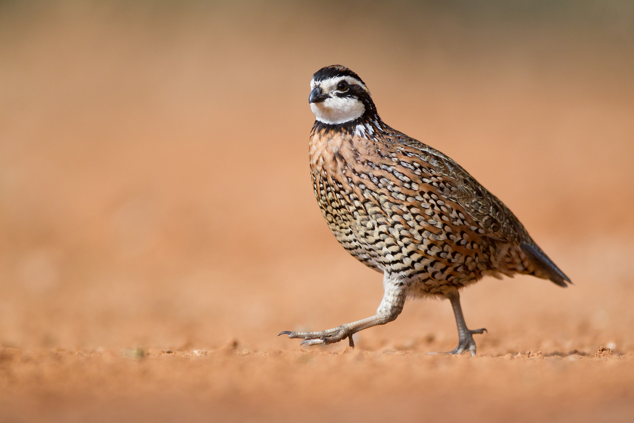 Canon EF 600mm f/4L IS sample photo. Northern bobwhite photography