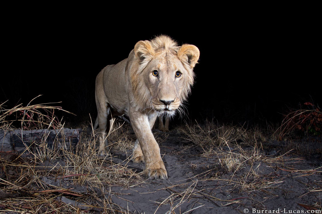 Elusive Lion by Will Burrard-Lucas on 500px.com