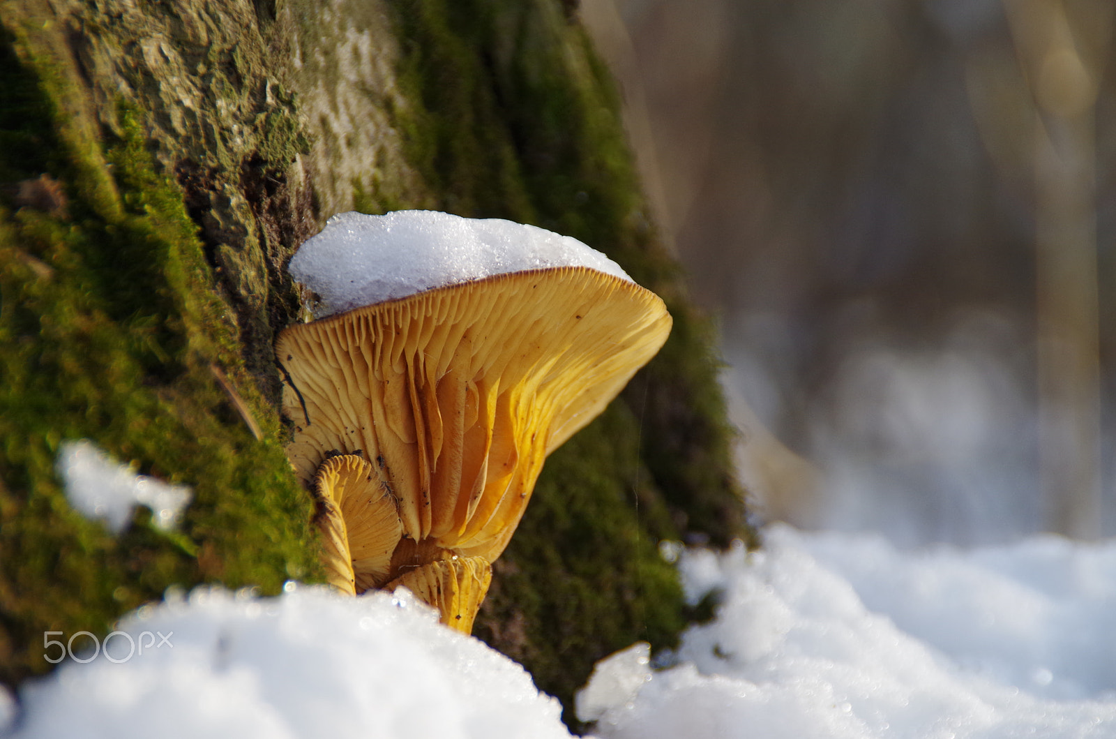 Tamron AF 18-200mm F3.5-6.3 XR Di II LD Aspherical (IF) Macro sample photo. Mushroom photography