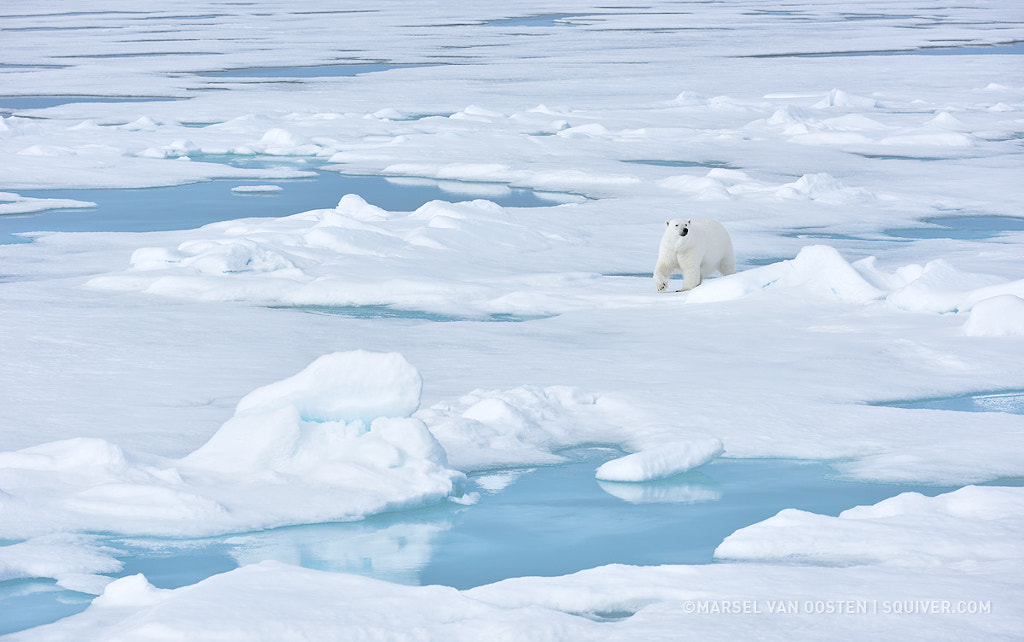 The White Walker by Marsel van Oosten on 500px.com