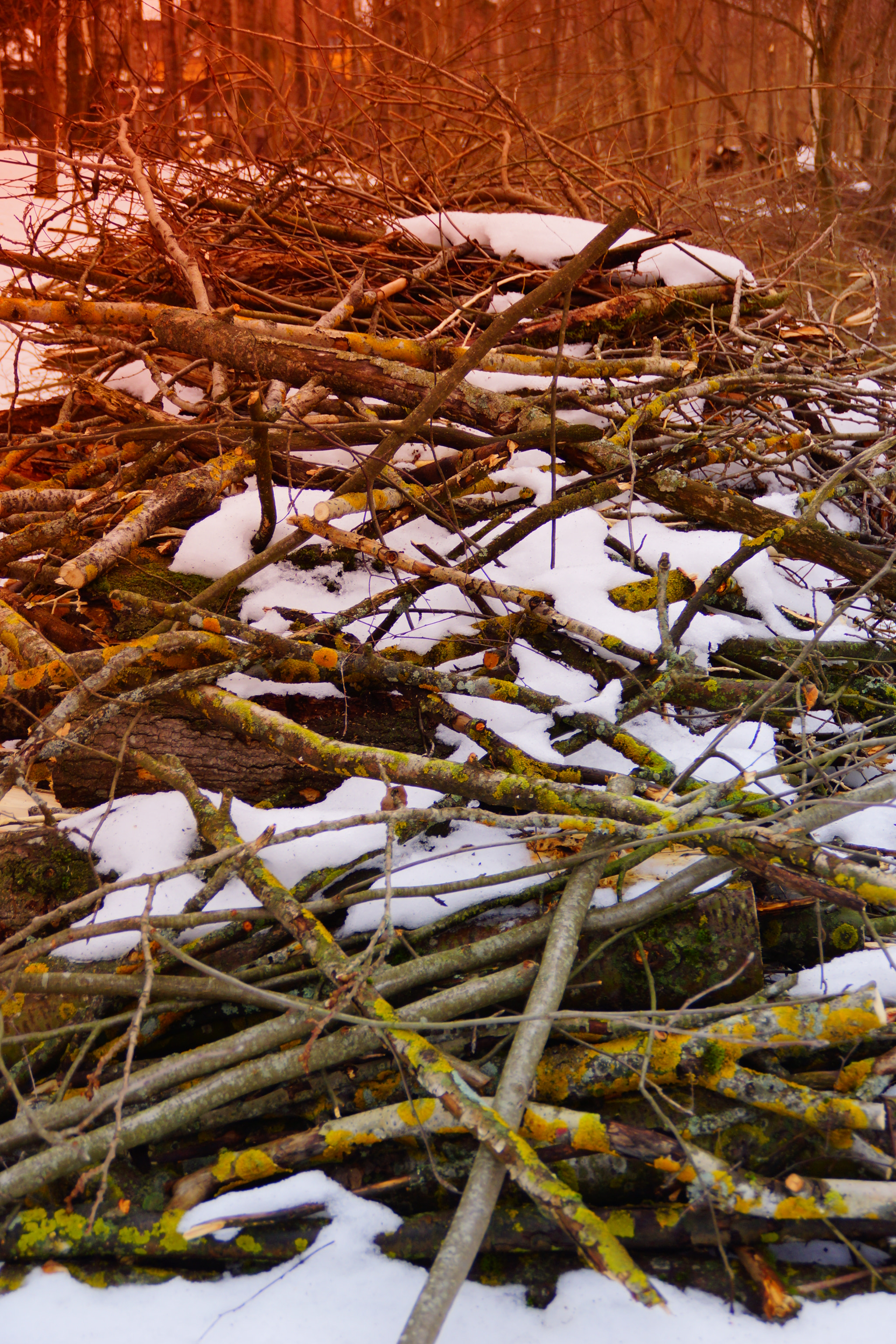 Sony SLT-A65 (SLT-A65V) sample photo. Brushwood photography