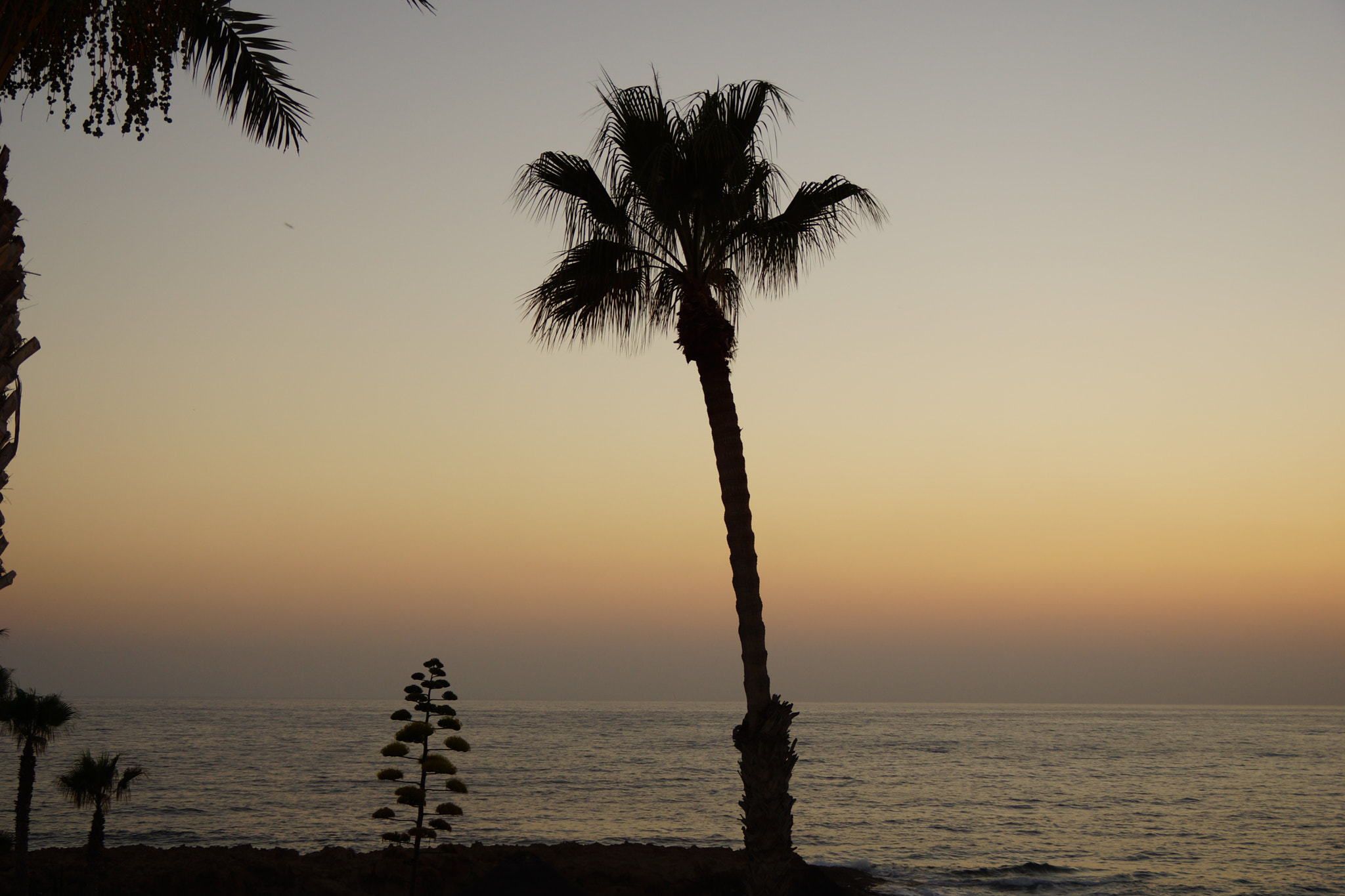 Sony SLT-A65 (SLT-A65V) sample photo. Palm photography