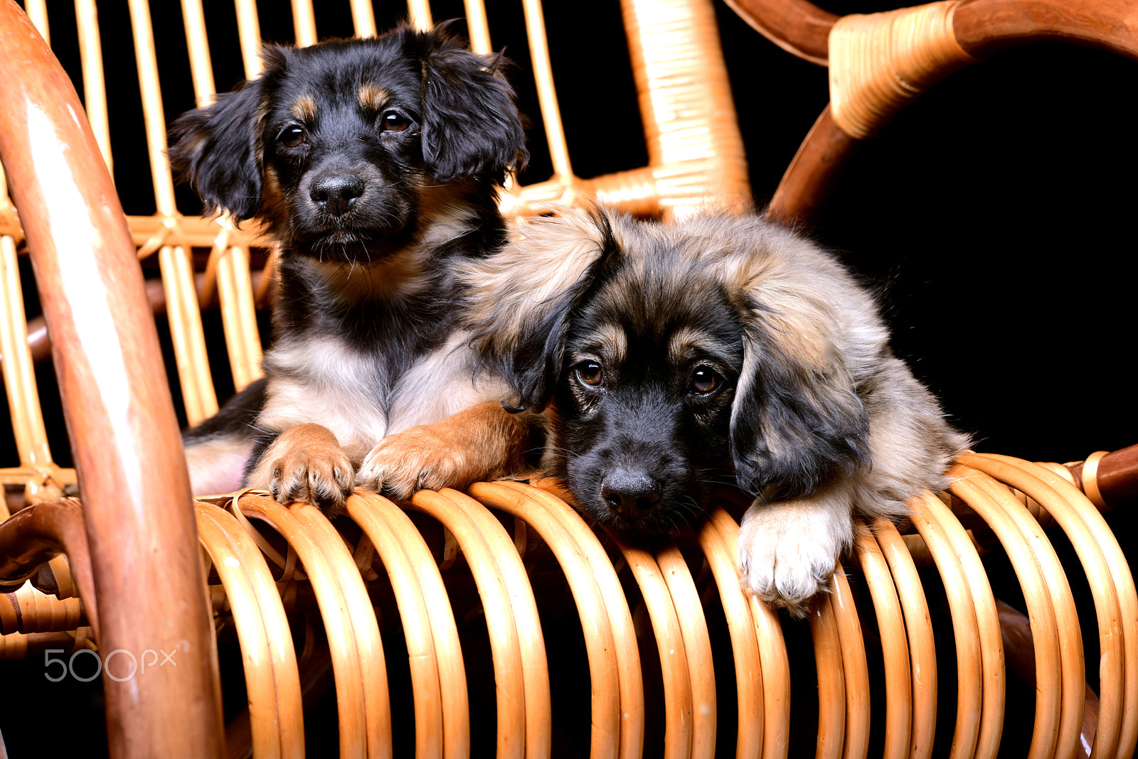Nikon D810 + Nikon AF Nikkor 105mm F2D DC sample photo. Two cute pupppies laying on a rattan rocking chair photography