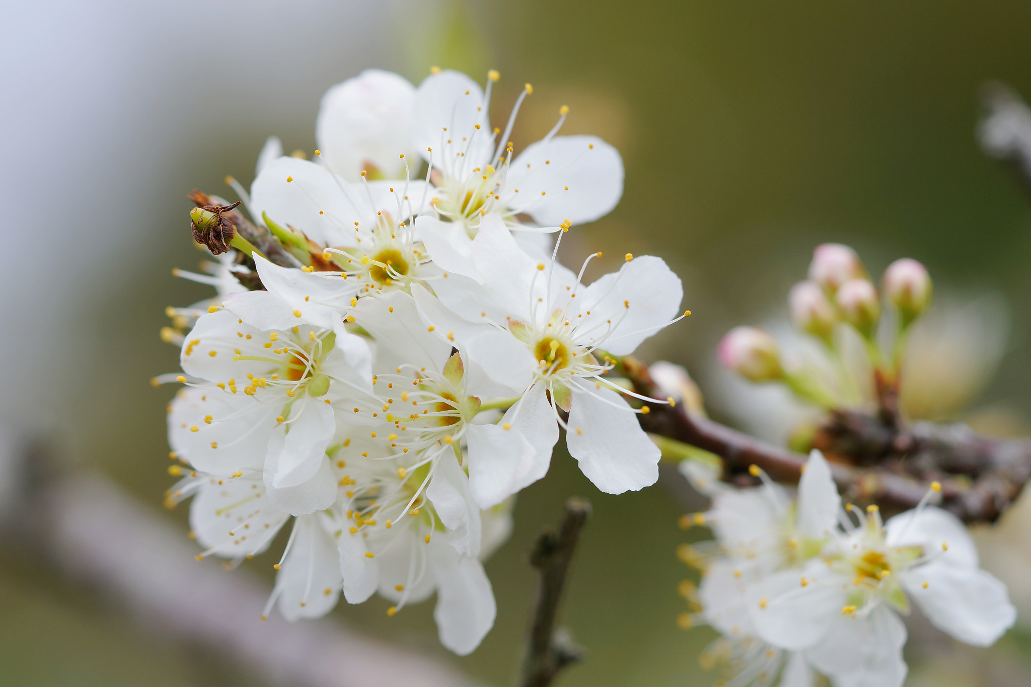 Sony Alpha NEX-6 + Sony FE 90mm F2.8 Macro G OSS sample photo. Flower photography