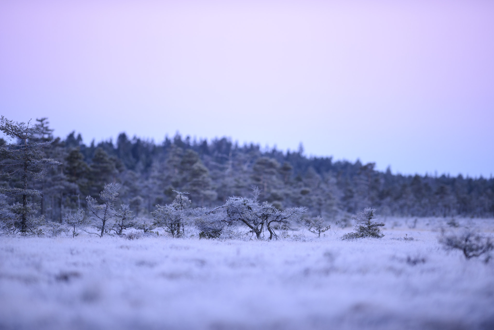 Nikon AF-S Nikkor 300mm F2.8G ED-IF VR sample photo. Moorland photography